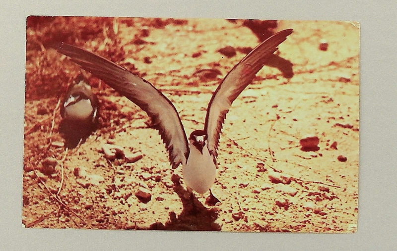 Image: postcard: Wake Island, tern