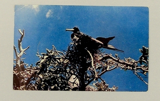 Image: postcard: Wake Island, tern