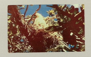 Image: postcard: Wake Island, frigate bird