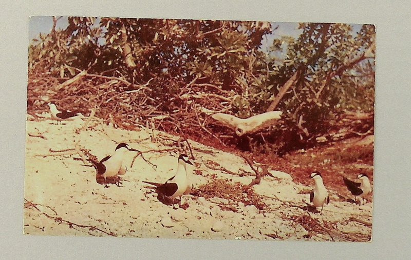 Image: postcard: Wake Island, terns