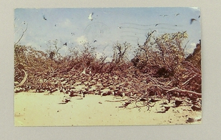 Image: postcard: Wake Island, terns