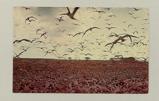 Image: postcard: Wake Island, birds