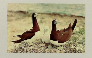 Image: postcard: Wake Island, birds
